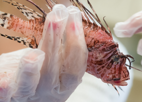 Students dissect lionfish to look for prey items during marine biology class.