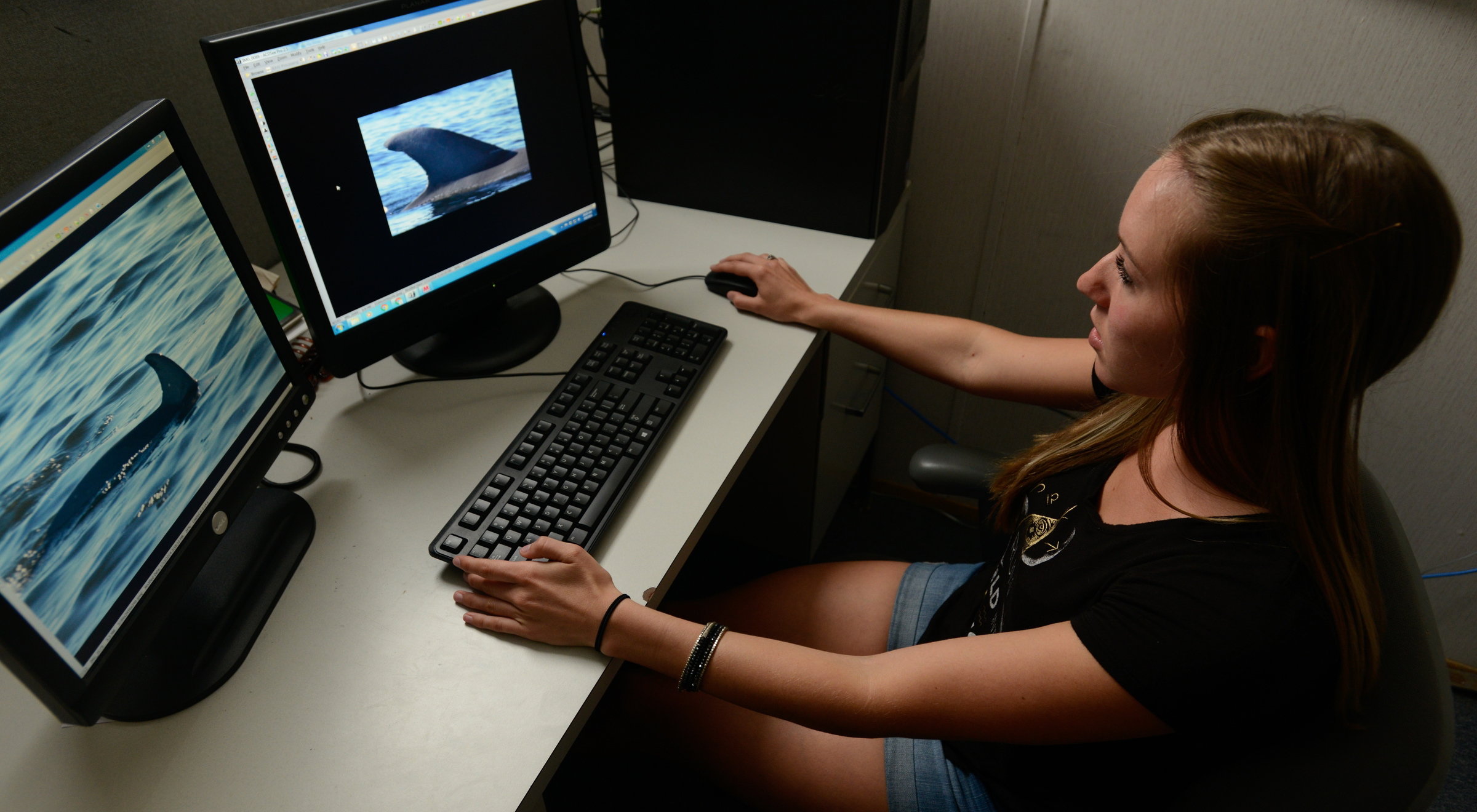 Hannah Findley a sophomore biochemistry major photo processes dolphin fin photos for the Finbase Program which catalogs local dolphins.