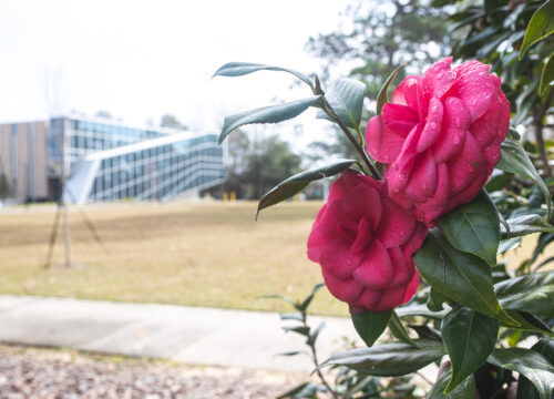 The camelia gardens on UWF's campus display beautiful flowers when in bloom.