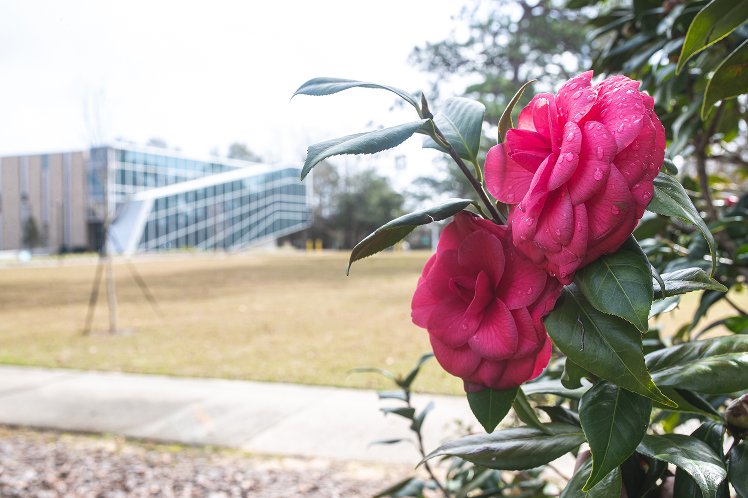 The camelia gardens on UWF's campus display beautiful flowers when in bloom.