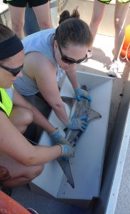 Photo of Dr. Toby S. Daly-Engel and student examining a baby shark.