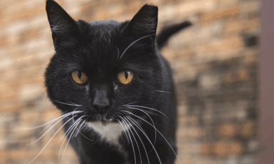 Black cat with white on its underside walks in front of a brick wall