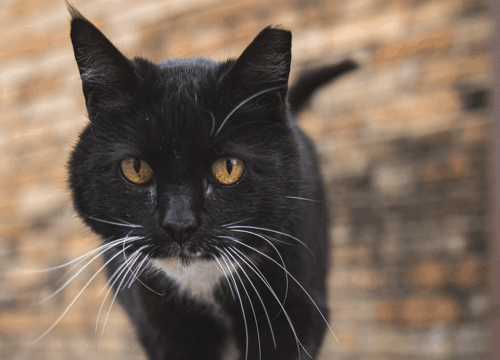 Black cat with white on its underside walks in front of a brick wall