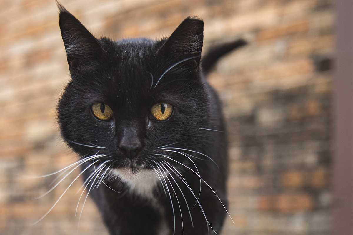 Black cat with white on its underside walks in front of a brick wall
