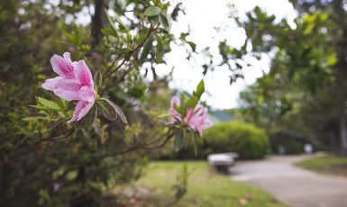 Two pink flowers on a tree with a blurry background of a bench and sidewalk.