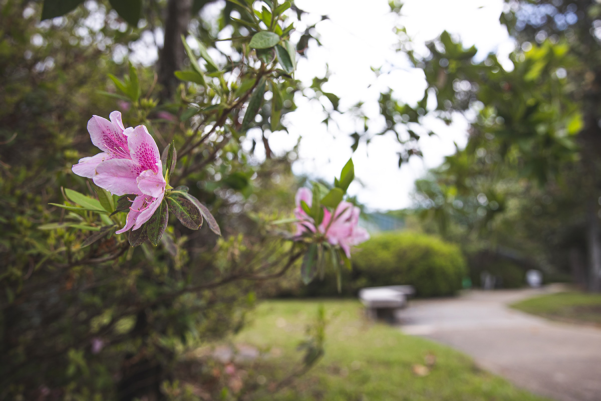 Two pink flowers on a tree with a blurry background of a bench and sidewalk.