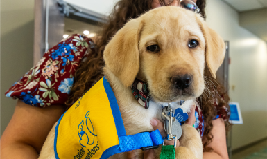 A person holds a yellow lab puppy in a yellow and blue Canine Companion vest.