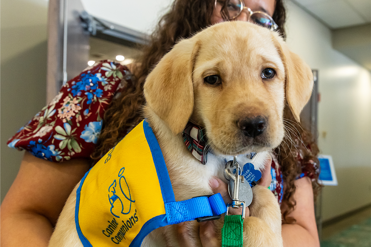 A person holds a yellow lab puppy in a yellow and blue Canine Companion vest.