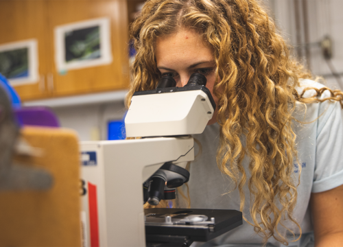 Student looks into microscope in a lab